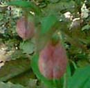 ladyslippers